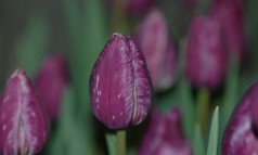 News image: Mis het niet: drie webinars met alle kennis over galmijt!